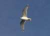 Mediterranean Gull at Southend Pier (Steve Arlow) (15118 bytes)